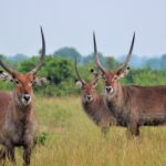 Impressionen Uganda/Kenia Rundreise – Den Berggorillas auf der Spur (11 Tage)