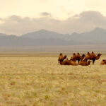 Impressionen Mongolei Gruppenreise – Kameltrekking durch die Wüste von Gobi (17 Tage)
