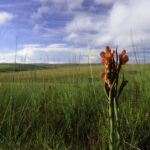 Impressionen Malawi Rundreise – Best of Malawi (13 Tage)