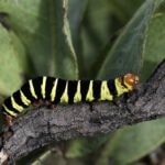 Impressionen Malawi Rundreise – Best of Malawi (13 Tage)