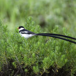 Impressionen Malawi Rundreise – Best of Malawi (13 Tage)