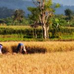 Impressionen Indonesien Rundreise – Ein Inselerlebnis von Bali über Flores bis Lombok (21 Tage)