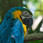 Impressionen Costa Rica Rundreise – Im Reich der Tiere (11 Tage)