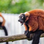 Impressionen Madagaskar Gruppenreise – Höhepunkte der Insel (14 Tage)