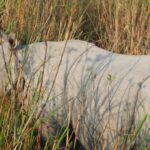 Impressionen Indien Rundreise – Big Five Tierwelt (18 Tage)