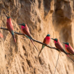 Impressionen Flugsafari Sambia – Sambia Essentials (9 Tage)