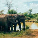 Impressionen Sri Lanka Rundreise – Weltkulturerben entdecken (10 Tage)