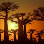 Impressionen Madagaskar Gruppenreise – Höhepunkte der Insel (14 Tage)