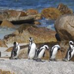 Impressionen Südafrika Gruppenreise – Das Südafrikaerlebnis (14 Tage)