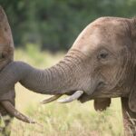 Impressionen Südafrika Gruppenreise – Das Südafrikaerlebnis (14 Tage)