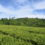 Impressionen Sri Lanka Rundreise – das idyllische Potpourri (21 Tage)