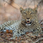 Impressionen Flugsafari Malawi und Sambia – Tierwelt und Strand (9 Tage)