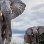 Impressionen Flugsafari Malawi und Sambia – Tierwelt und Strand (9 Tage)