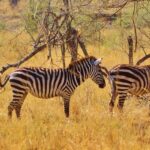 Impressionen Tansania Rundreise – Serengeti und Ngorongorokrater nach Sansibar (13 Tage)